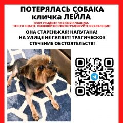 Подробнее об объявлении «Москва Пропала собака кличка лейла.» Фото: пропала собака  «Москва Пропала собака кличка лейла.» в г. Москва