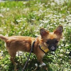 Подробнее об объявлении «Сясьстрой Пропала собака, каялина» Фото: пропала собака Чихуахуа «Сясьстрой Пропала собака, каялина» в г. Сясьстрой