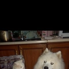 Подробнее об объявлении «Рославль Пропала собака кобель наш любимец» Фото: пропала собака Самоедская лайка «Рославль Пропала собака кобель наш любимец» в г. Рославль