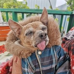 Подробнее об объявлении «Саратов Пропала собака кобель расловка 259 км» Фото: пропала собака Той-терьер «Саратов Пропала собака кобель расловка 259 км» в г. Саратов