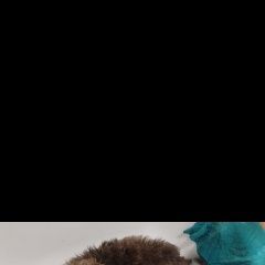 Подробнее об объявлении «Шебекино Пропала собака кобель песик, полтора годика +-» Фото: пропала собака  «Шебекино Пропала собака кобель песик, полтора...» в г. Шебекино