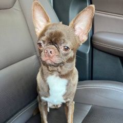 Подробнее об объявлении «Санкт-Петербург Пропала собака кобель» Фото: пропала собака Чихуахуа «Санкт-Петербург Пропала собака кобель» в г. Санкт-Петербург