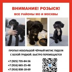 Подробнее об объявлении «Люберцы Пропала собака кобель» Фото: пропала собака  «Люберцы Пропала собака кобель» в г. Люберцы