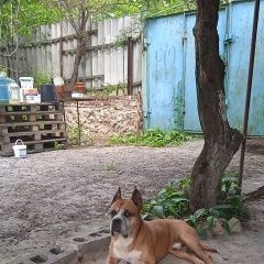 Подробнее об объявлении «Донецк (ДНР) Пропала собака кобель друг» Фото: пропала собака Американский стаффордширский терьер «Донецк (ДНР) Пропала собака кобель друг» в г. Донецк (ДНР)