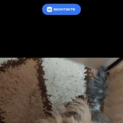 Подробнее об объявлении «Адлер Пропала собака кобель» Фото: пропала собака Йоркширский терьер «Адлер Пропала собака кобель» в г. Адлер