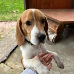 Подробнее об объявлении «Солнечногорск Пропала собака кобель» Фото: пропала собака Бигль «Солнечногорск Пропала собака кобель» в г. Солнечногорск