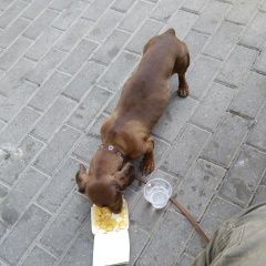 Подробнее об объявлении «Луганск Пропала собака кобель такса» Фото: пропала собака Такса «Луганск Пропала собака кобель такса» в г. Луганск