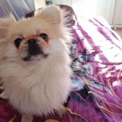 Подробнее об объявлении «Екатеринбург Пропала собака гуляли рано утром, ул. студентческая» Фото: пропала собака  «Екатеринбург Пропала собака гуляли рано утром,...» в г. Екатеринбург