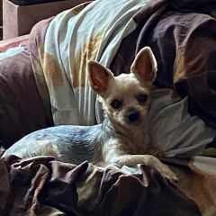 Подробнее об объявлении «Кушнаренково Пропала собака йорк по кличке зара» Фото: пропала собака Йоркширский терьер «Кушнаренково Пропала собака йорк по кличке зара» в г. Кушнаренково