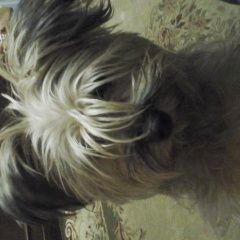 Подробнее об объявлении «Мытищи Пропала собака» Фото: пропала собака  «Мытищи Пропала собака» в г. Мытищи