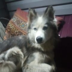Подробнее об объявлении «Омск Пропала собака убежала хаски» Фото: пропала собака  «Омск Пропала собака убежала хаски» в г. Омск
