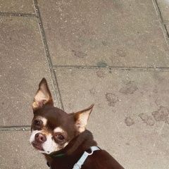 Подробнее об объявлении «Бронницы Пропала собака кобель заворово, снт соколово» Фото: пропала собака Чихуахуа «Бронницы Пропала собака кобель заворово, снт...» в г. Бронницы