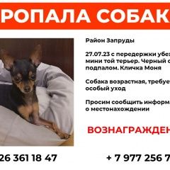 Подробнее об объявлении «Коломна Пропала собака» Фото: пропала собака Той-терьер «Коломна Пропала собака» в г. Коломна
