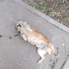 Подробнее об объявлении «Краснодар Пропала собака (девочка) по кличке жужа» Фото: пропала собака  «Краснодар Пропала собака (девочка) по кличке жужа» в г. Краснодар