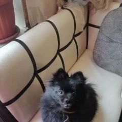 Подробнее об объявлении «Тула Пропала собака девочка» Фото: пропала собака Померанский шпиц «Тула Пропала собака девочка» в г. Тула