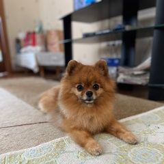 Подробнее об объявлении «Ростов-на-Дону Пропала собака кобель шпиц рыжий» Фото: пропала собака Померанский шпиц «Ростов-на-Дону Пропала собака кобель шпиц рыжий» в г. Ростов-на-Дону