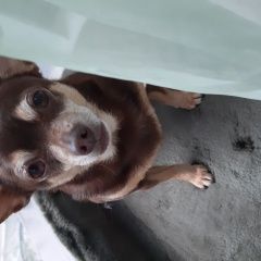 Подробнее об объявлении «Старый Оскол Пропала собака» Фото: пропала собака Русский той-терьер «Старый Оскол Пропала собака» в г. Старый Оскол