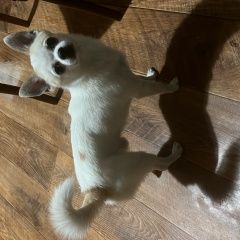 Подробнее об объявлении «Санкт-Петербург Пропала собака кобель чихуахуа((» Фото: пропала собака Чихуахуа «Санкт-Петербург Пропала собака кобель чихуахуа((» в г. Санкт-Петербург