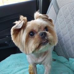 Подробнее об объявлении «Смоленск Пропала собака кобель йорк на набережной днепра 30. 07» Фото: пропала собака Йоркширский терьер «Смоленск Пропала собака кобель йорк на...» в г. Смоленск