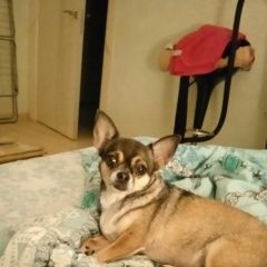 Подробнее об объявлении «Тула Пропала собака» Фото: пропала собака Чихуахуа «Тула Пропала собака» в г. Тула