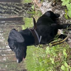 Подробнее об объявлении «Искитим Пропала собака кобель потерялась собака» Фото: пропала собака  «Искитим Пропала собака кобель потерялась собака» в г. Искитим