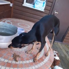 Подробнее об объявлении «Шахты Пропала собака кобель» Фото: пропала собака  «Шахты Пропала собака кобель» в г. Шахты