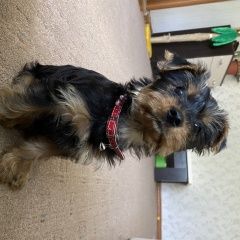 Подробнее об объявлении «Воронеж Пропала собака 3 месяца, девочка» Фото: пропала собака  «Воронеж Пропала собака 3 месяца, девочка» в г. Воронеж