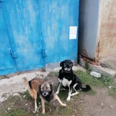 Подробнее об объявлении «Тула Пропала собака две собаки» Фото: пропала собака  «Тула Пропала собака две собаки» в г. Тула