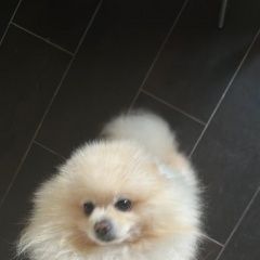 Подробнее об объявлении «Сочи Пропала собака кобель» Фото: пропала собака Померанский шпиц «Сочи Пропала собака кобель» в г. Сочи