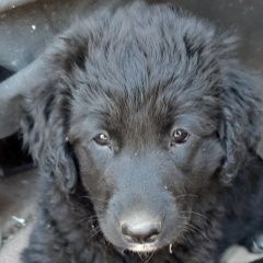 Подробнее об объявлении «Майкоп (Адыгея) Пропала собака щенок лабродора» Фото: пропала собака  «Майкоп (Адыгея) Пропала собака щенок лабродора» в г. Майкоп (Адыгея)