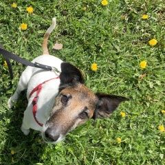 Подробнее об объявлении «Гатчина Пропала собака кобель» Фото: пропала собака Гладкошерстый фокстерьер «Гатчина Пропала собака кобель» в г. Гатчина