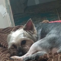 Подробнее об объявлении «Аксай (Ростовская обл.) Пропала собака кобель» Фото: пропала собака Йоркширский терьер «Аксай (Ростовская обл.) Пропала собака кобель» в г. Аксай (Ростовская обл.)