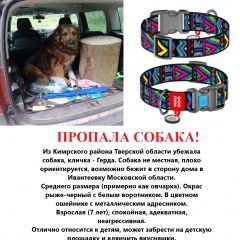 Подробнее об объявлении «Пропала собака Кимры» Фото: пропала собака  «Пропала собака Кимры» в г. Кимры
