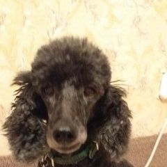 Подробнее об объявлении «Приозерск Пропала собака малый пудель в ом районе ло» Фото: пропала собака Пудель «Приозерск Пропала собака малый пудель в ом...» в г. Приозерск