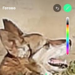 Подробнее об объявлении «Мытищи Пропала собака дези на станционной и шар» Фото: пропала собака  «Мытищи Пропала собака дези на станционной и шар» в г. Мытищи