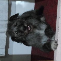 Подробнее об объявлении «Красноярск Пропала собака» Фото: пропала собака  «Красноярск Пропала собака» в г. Красноярск