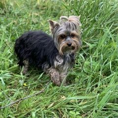 Подробнее об объявлении «Липецк Пропала собака» Фото: пропала собака Йоркширский терьер «Липецк Пропала собака» в г. Липецк