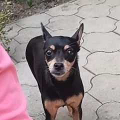 Подробнее об объявлении «Славянск-на-Кубани Пропала собака породы той-терьер» Фото: пропала собака  «Славянск-на-Кубани Пропала собака породы...» в г. Славянск-на-Кубани