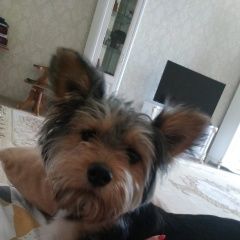 Подробнее об объявлении «Астрахань Пропала собака. в астрахани, в районе отеля щ» Фото: пропала собака  «Астрахань Пропала собака. в астрахани, в районе...» в г. Астрахань