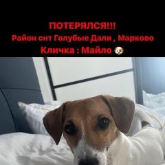Подробнее об объявлении «Иркутск Пропала собака кобель» Фото: пропала собака Джек рассел терьер «Иркутск Пропала собака кобель» в г. Иркутск