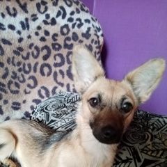 Подробнее об объявлении «Искитим Пропала собака ищем питомца» Фото: пропала собака  «Искитим Пропала собака ищем питомца» в г. Искитим