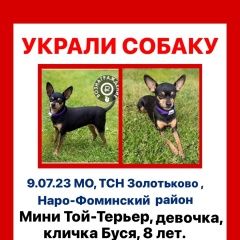Подробнее об объявлении «Можайск Пропала собака той-терьер тсн золотьково» Фото: пропала собака Той-терьер «Можайск Пропала собака той-терьер тсн золотьково» в г. Можайск