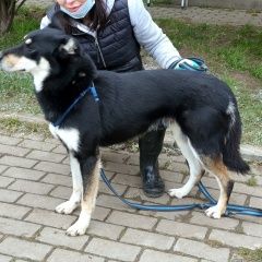 Подробнее об объявлении «Обнинск Пропала собака кобель» Фото: пропала собака  «Обнинск Пропала собака кобель» в г. Обнинск