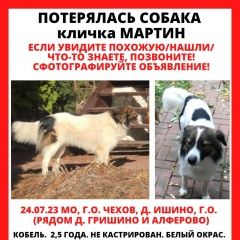 Подробнее об объявлении «Чехов Пропала собака кобель мартин» Фото: пропала собака  «Чехов Пропала собака кобель мартин» в г. Чехов