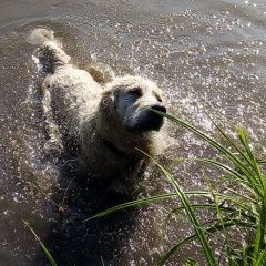 Подробнее об объявлении «Мариинск Пропала собака вега» Фото: пропала собака Лабрадор ретривер «Мариинск Пропала собака вега» в г. Мариинск