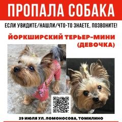 Подробнее об объявлении «Томилино Пропала собака йоркширский терьер-мини (девочка)» Фото: пропала собака Йоркширский терьер «Томилино Пропала собака йоркширский терьер-мини...» в г. Томилино