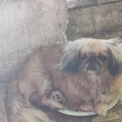 Подробнее об объявлении «Севастополь Пропала собака потерялась собака каролевски пикинэс» Фото: пропала собака Пекинес «Севастополь Пропала собака потерялась собака...» в г. Севастополь