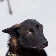 Подробнее об объявлении «Пермь Пропала собака пожалуйста, помогите найти собаку» Фото: пропала собака  «Пермь Пропала собака пожалуйста, помогите найти...» в г. Пермь