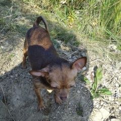 Подробнее об объявлении «Барсуки Пропала собака маленькая девочка 8. 5 лет чихуахуа» Фото: пропала собака  «Барсуки Пропала собака маленькая девочка 8. 5...» в г. Барсуки