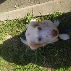 Подробнее об объявлении «Анапа Пропала собака кобель» Фото: пропала собака  «Анапа Пропала собака кобель» в г. Анапа